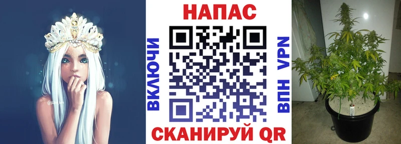 Канабис сатива  Славск 